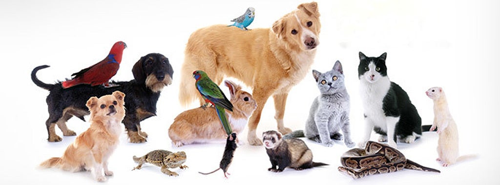 Image d'ambiance Animalis